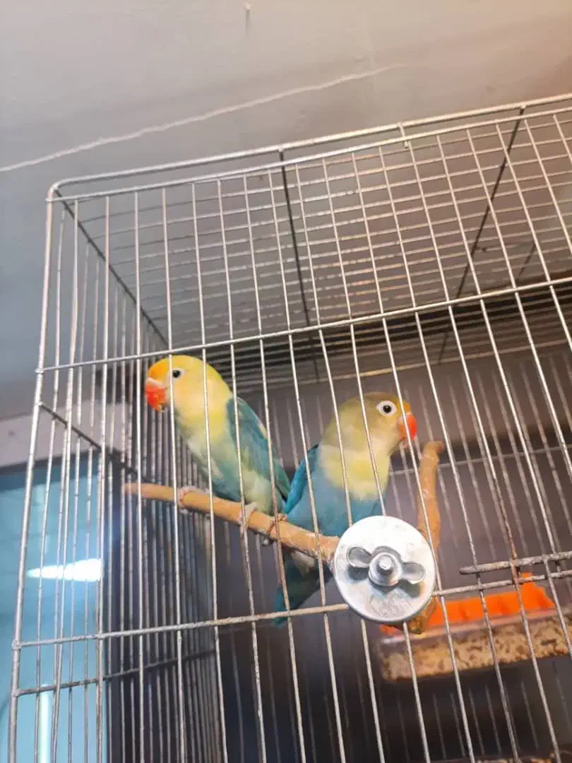 طوطی برزیلی پاربلو|پرنده|رباط‌کریم, رباط‌کریم|دیوار