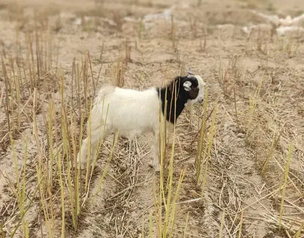 بیگ|حیوانات مزرعه|شوشتر, |دیوار