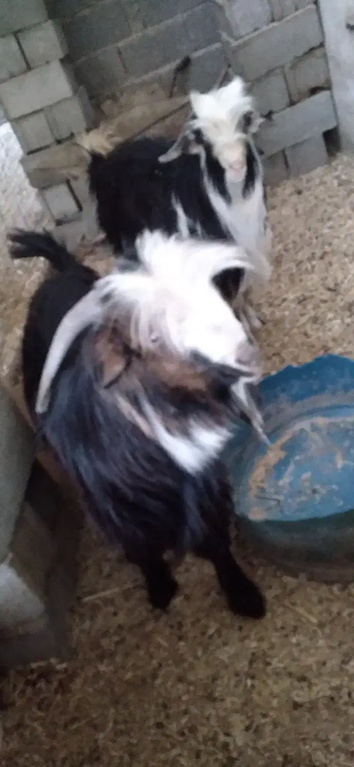 کرع|حیوانات مزرعه|باغ ملک, |دیوار