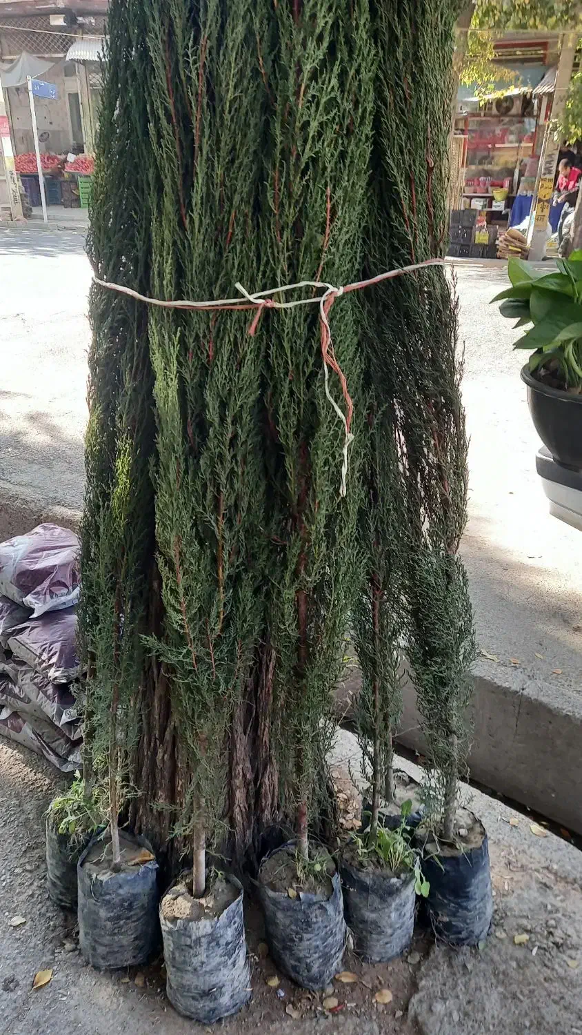 سرو ناز شیرازی و انواع گل آپارتمانی|گل و گیاه طبیعی|شهرکرد, |دیوار