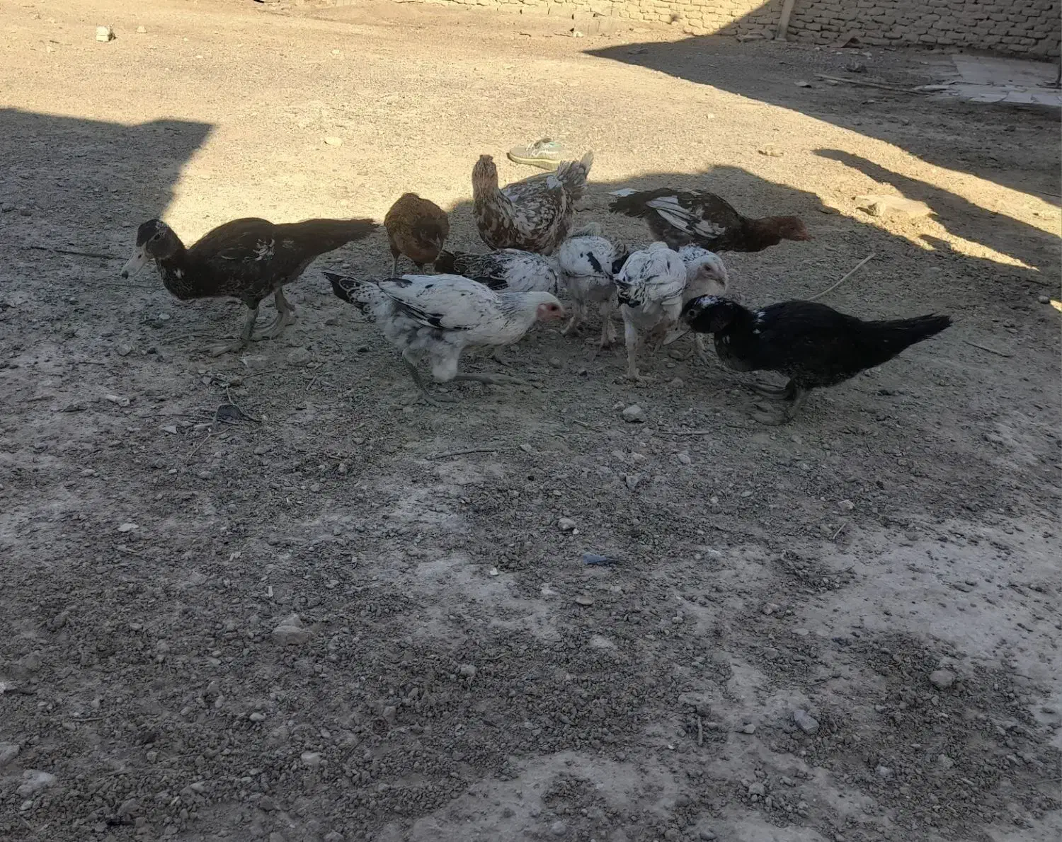 جوجه محلی|حیوانات مزرعه|خمک, |دیوار