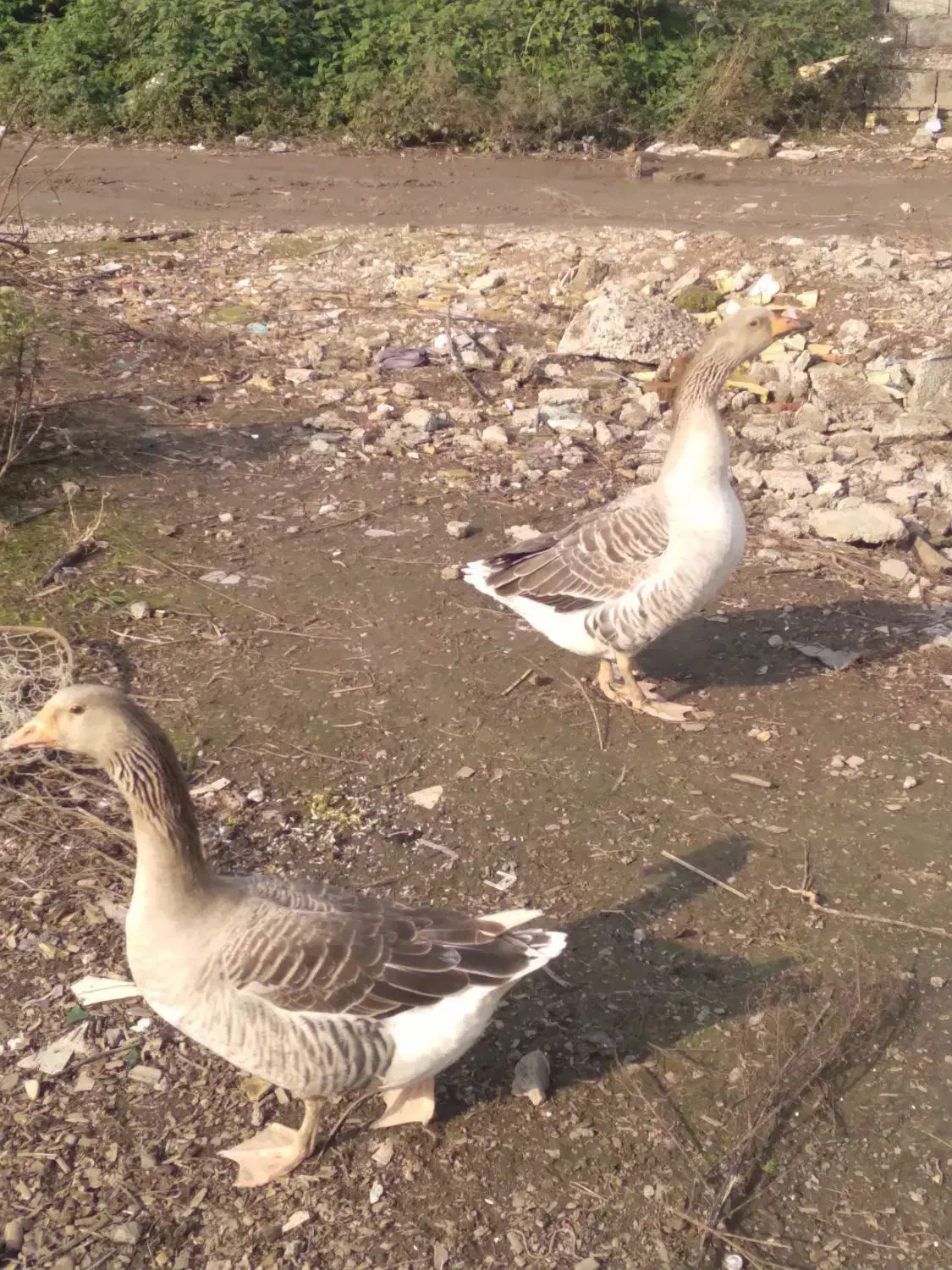 دو رگ قاز محلی|حیوانات مزرعه|رشت, کوی امام رضا|دیوار