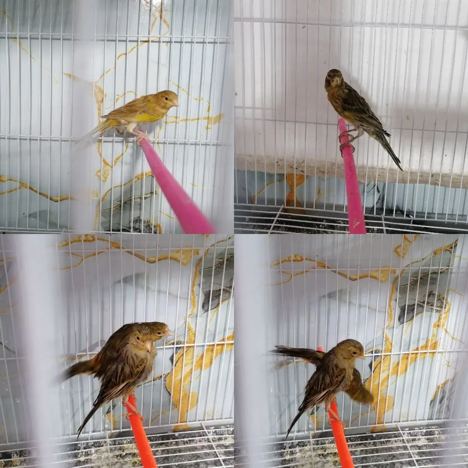 قناری نرو ماده سبز دارچینی....|پرنده|مشهد, کوی سیدی|دیوار