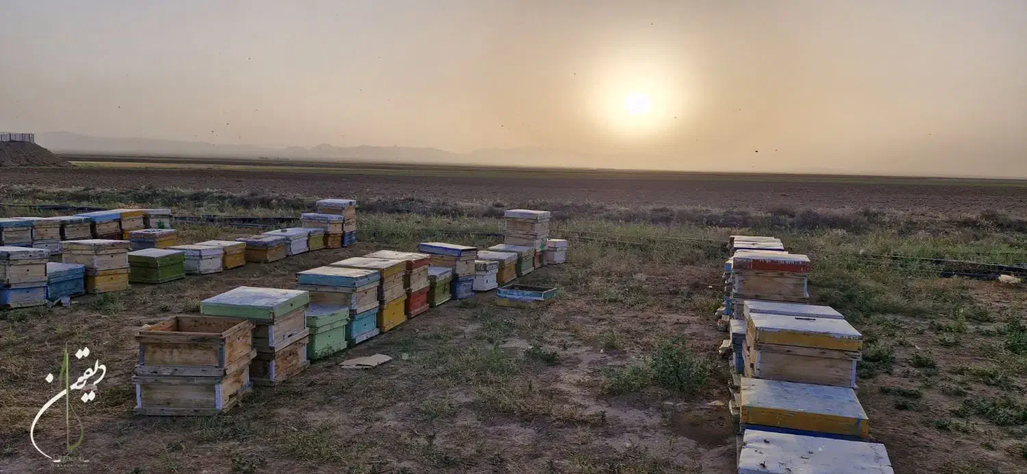 کندو و طبق دست دوم زنبور عسل|لوازم جانبی حیوانات|تایباد, |دیوار