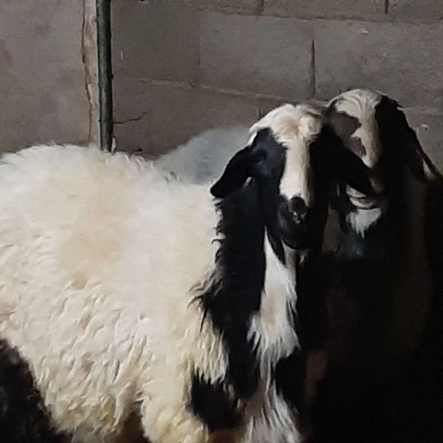 باسلام بره نرخوب وکم دنبه فروشی|حیوانات مزرعه|کاشان, فاز ۲ ناجی آباد|دیوار