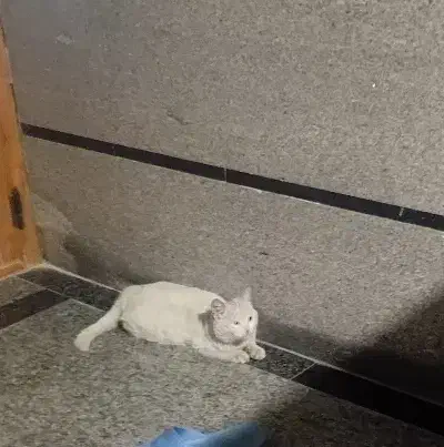 بچه گربه سفید|گربه|اراک, |دیوار