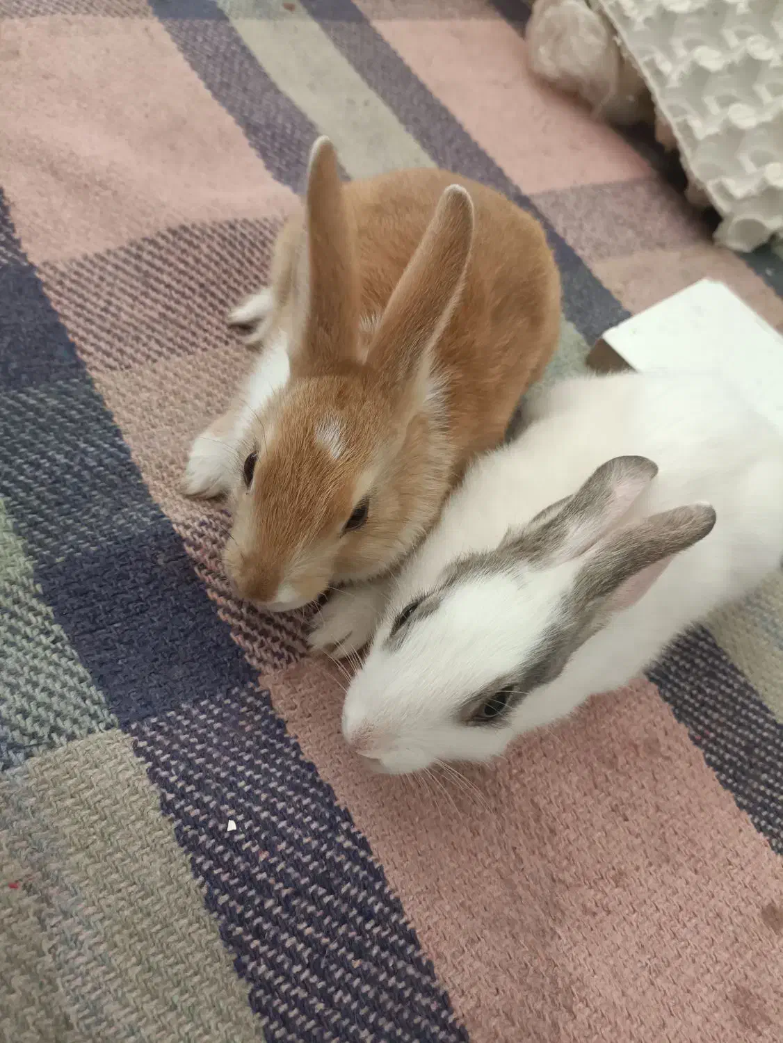 خرگوش|موش و خرگوش|ایوان, |دیوار