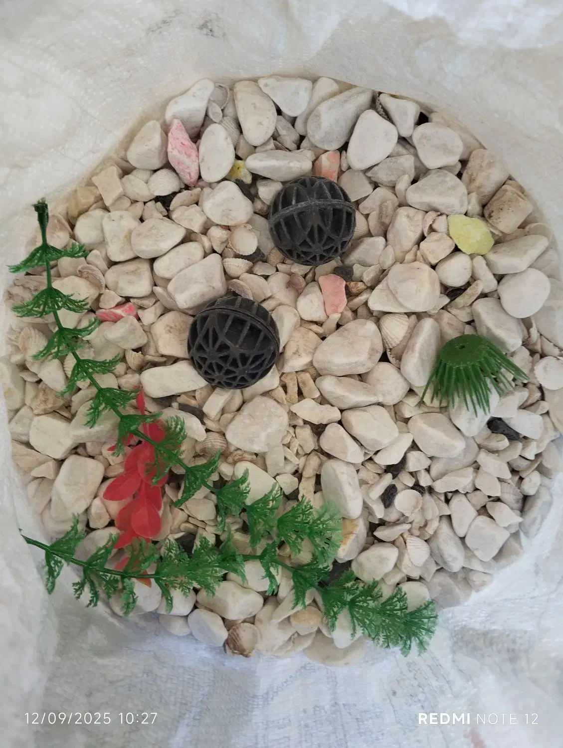 آکواریوم 1 متری|ماهی|تبریز, |دیوار