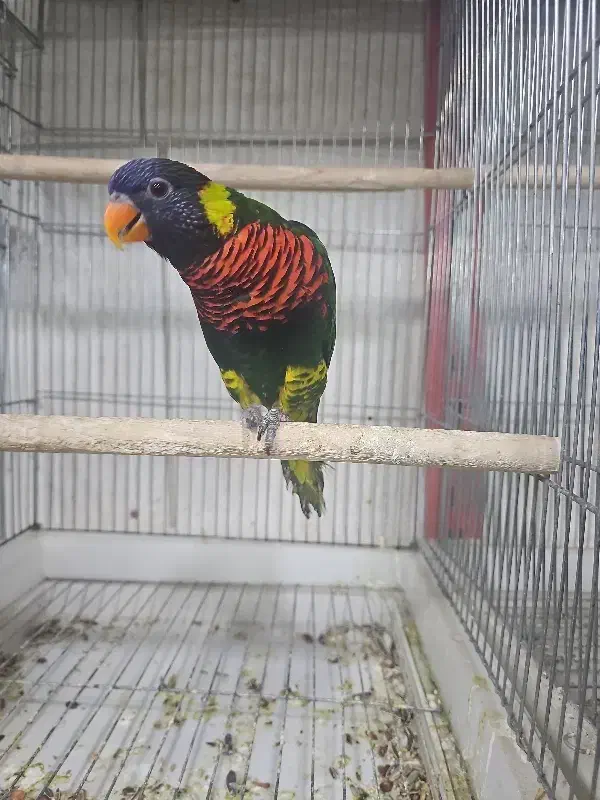 پرنده سرای پرطلایی پرند|پرنده|پرند, فاز ۲|دیوار