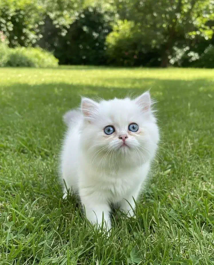 زیباترین و اصیل ترین گربه ها و باشجره|گربه|شیراز, نیایش|دیوار