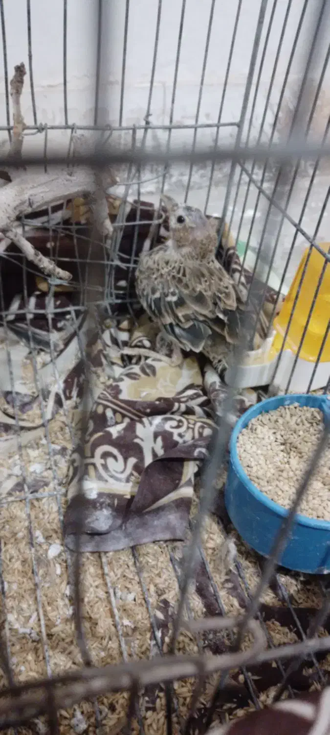 خانه|پرنده|اردکان, |دیوار