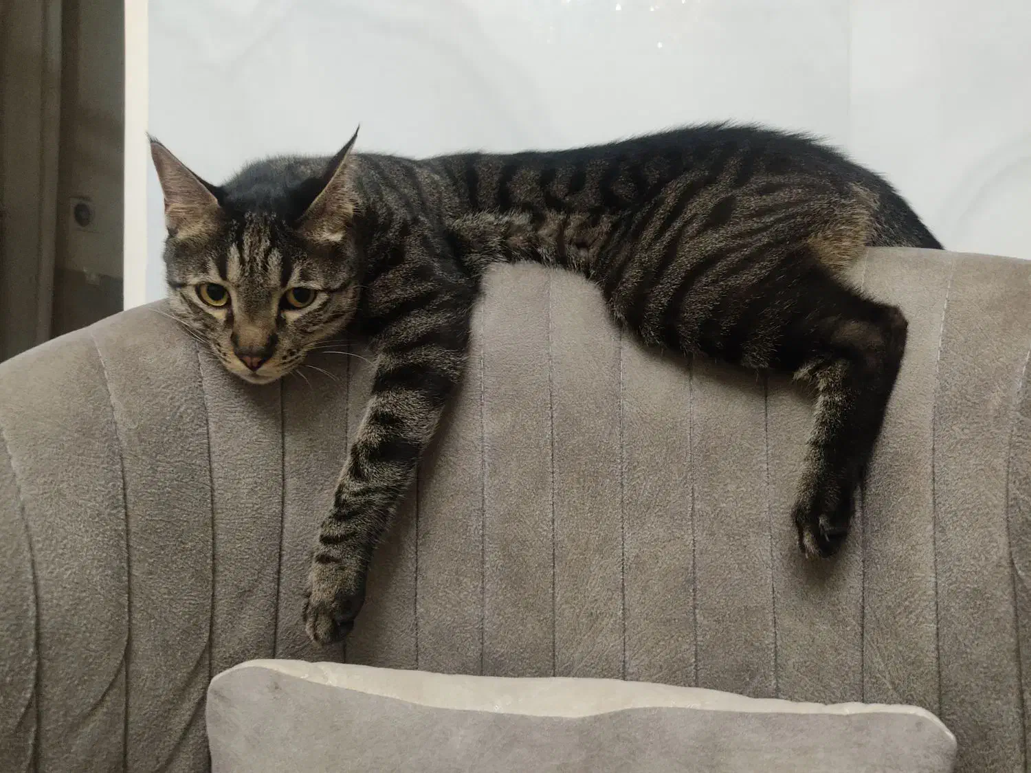 واگزاری گربه ی نر نژاد DSH|گربه|کرج, حصارک پایین|دیوار