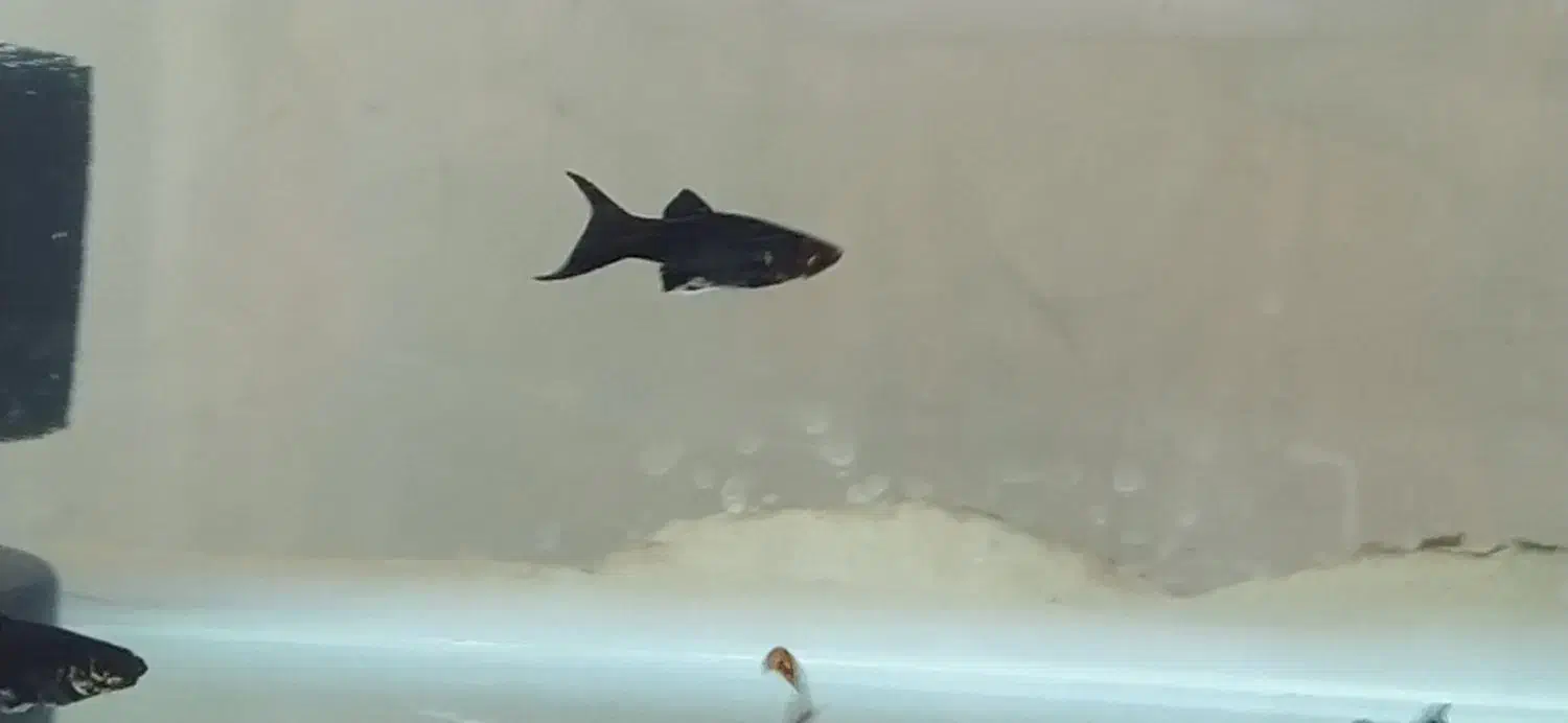 مولی دم شمشیری جفتی65|ماهی|پاکدشت, پاکدشت (مامازند)|دیوار