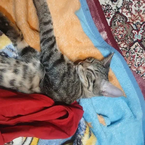 گربه واگذاری رایگان رایگان|گربه|بجنورد, |دیوار