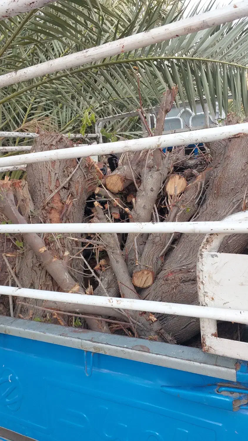 خرید درخت|خدمات باغبانی و درختکاری|خرمشهر, |دیوار