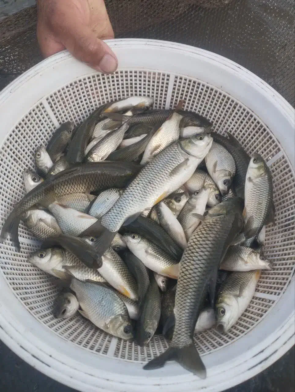 بچه ماهی آمور و کپور آزاد بیکهد|ماهی|سرخرود, |دیوار