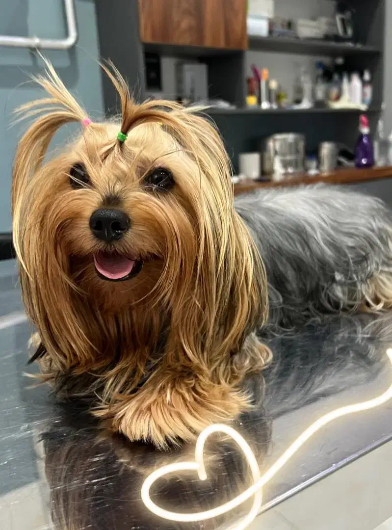 سگ نژاد یورک شایر|سگ|ارومیه, |دیوار