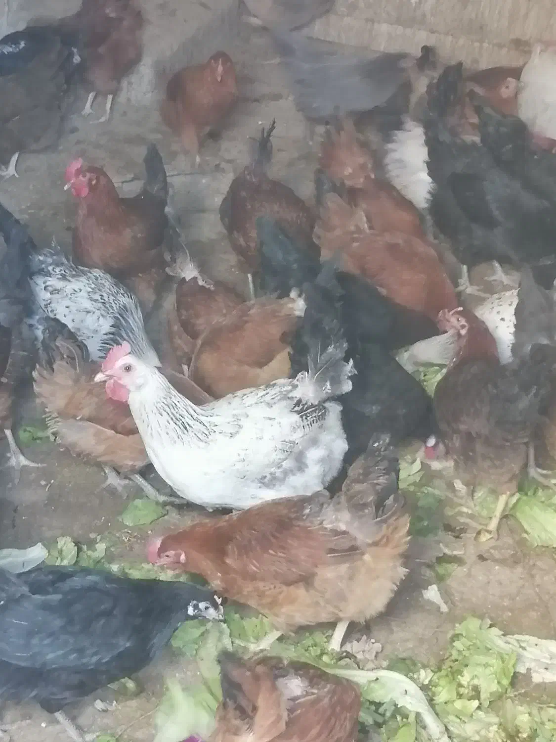 مرغ تخم گذار گلپایگان 9ماه جوان|حیوانات مزرعه|مهدی شهر, |دیوار