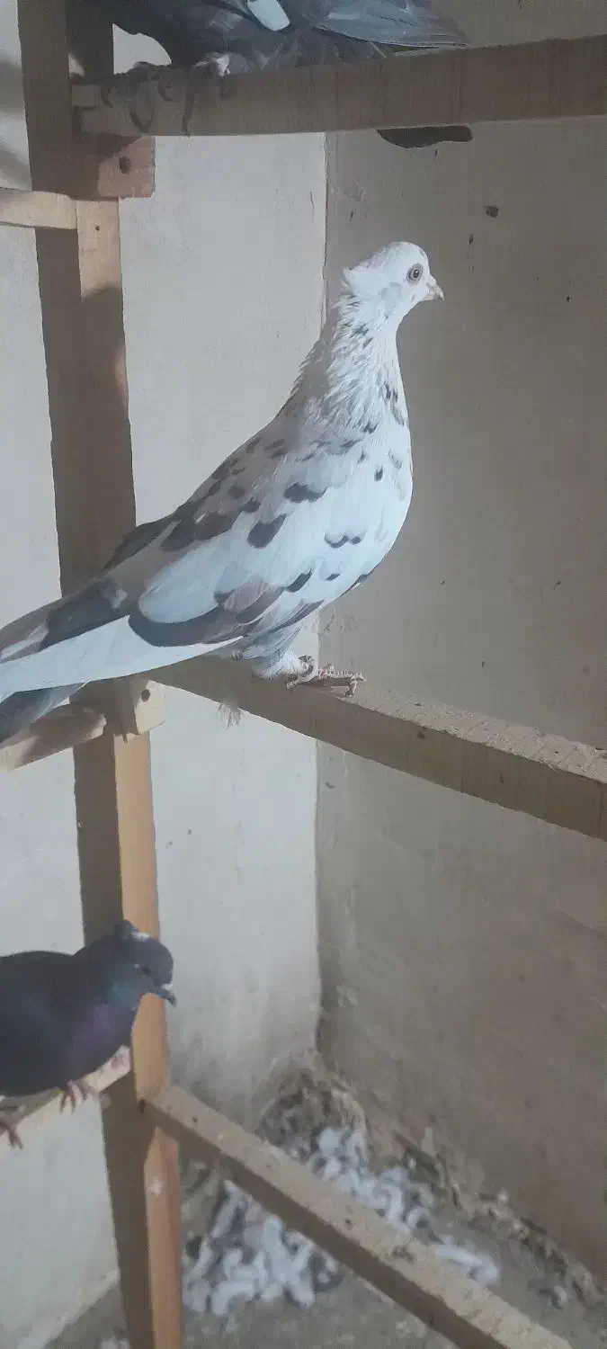 کبوترپرشی|پرنده|زیویه, |دیوار