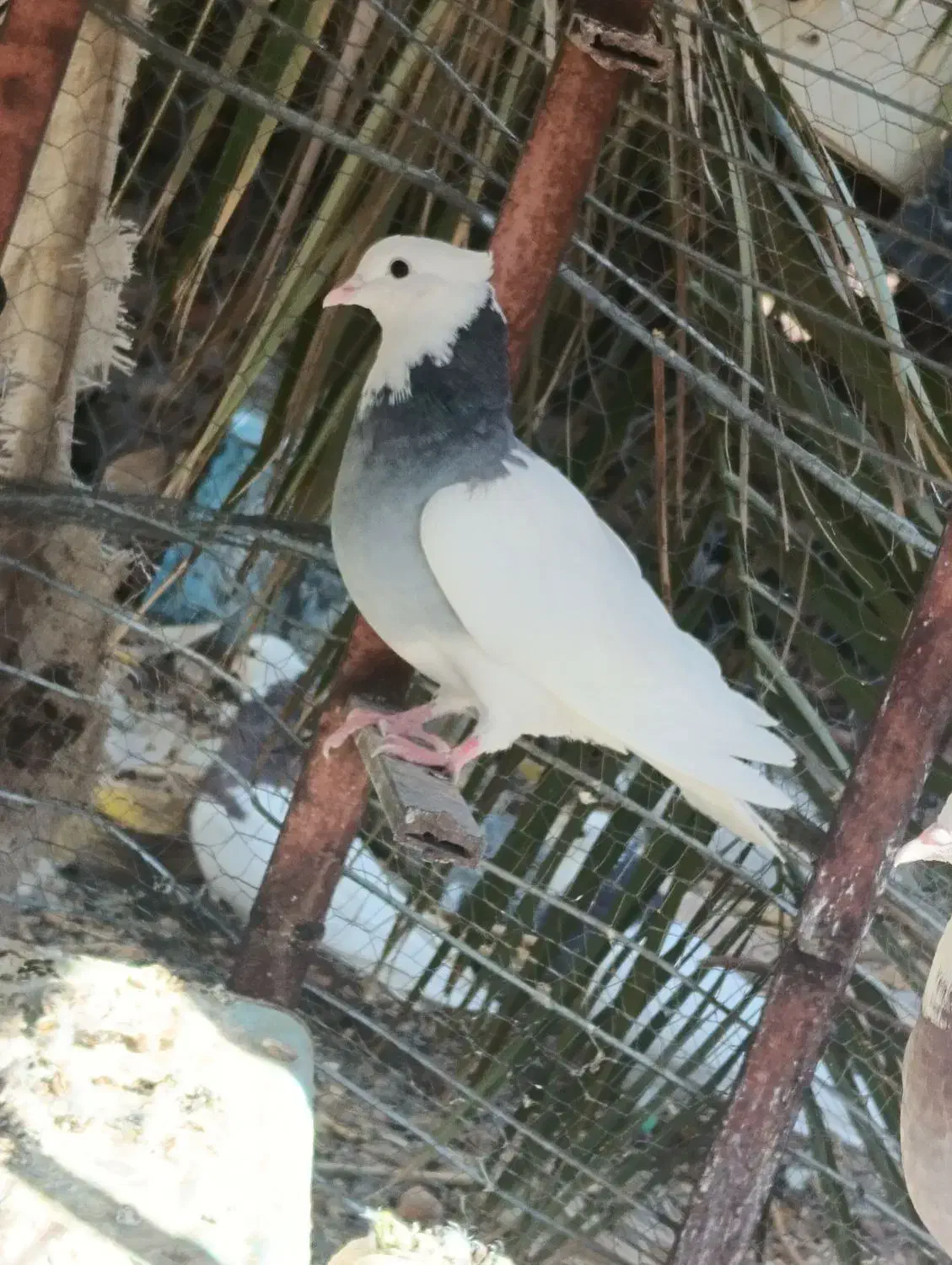 طوقی و پلنگ و زاغ|پرنده|نرماشیر, |دیوار