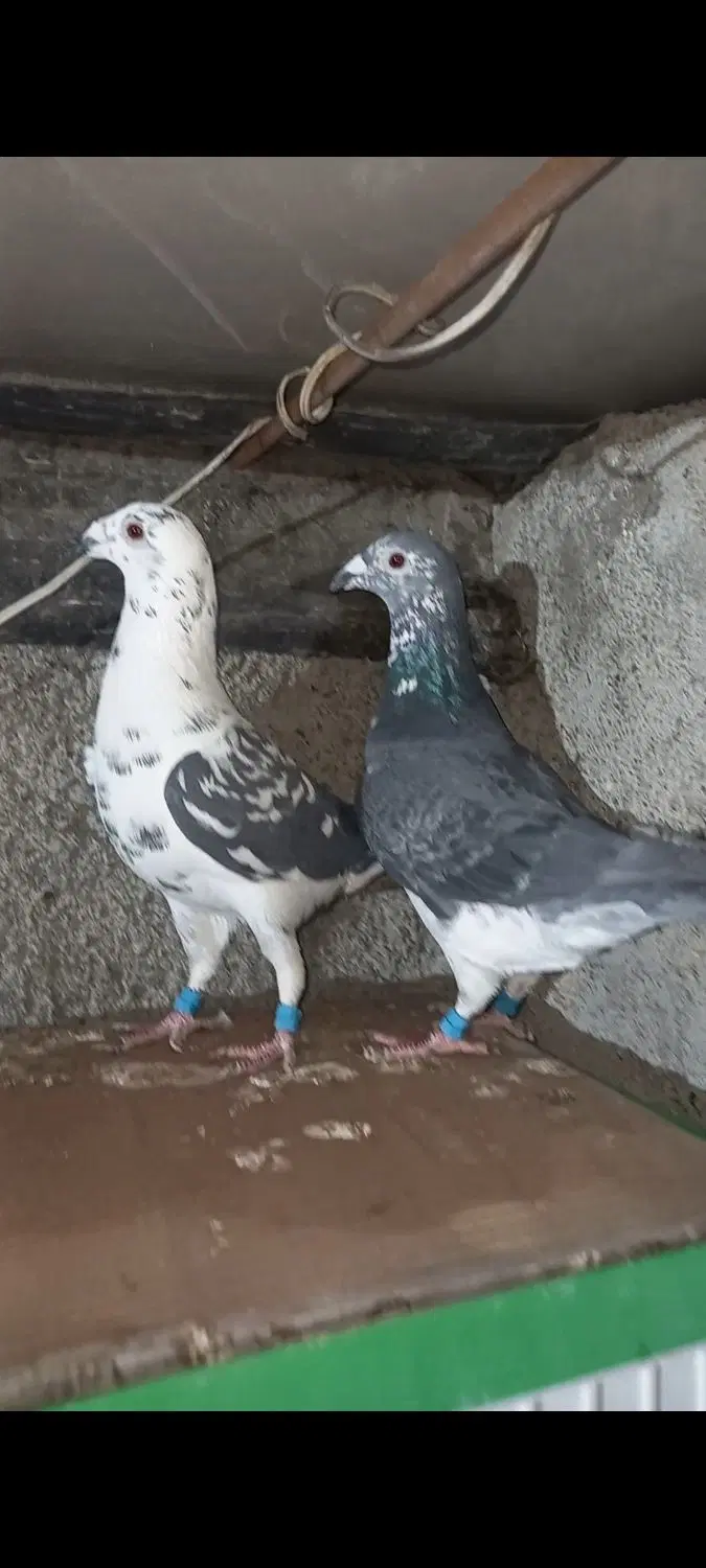 بزک|پرنده|مشهد, تبادکان|دیوار