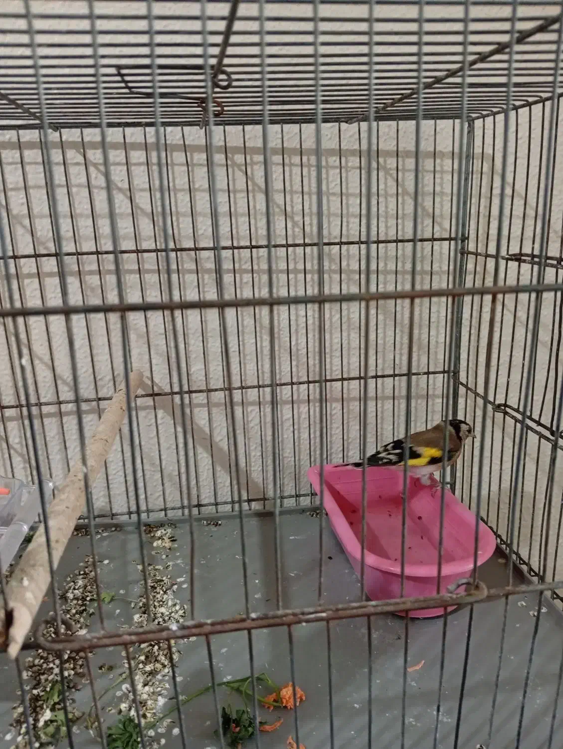 سهره|پرنده|شاهین‌شهر, خانه کارگر|دیوار