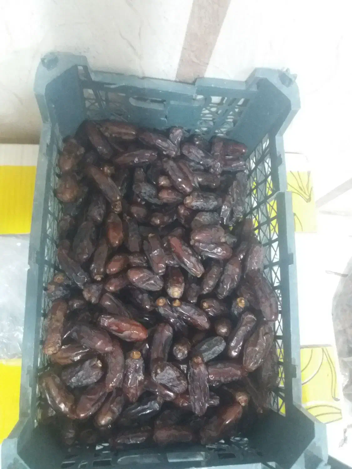 خرید فروش خرما|خوردنی و آشامیدنی|داراب, |دیوار