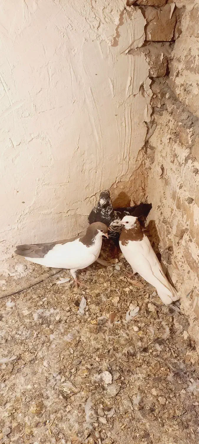 کفتر|پرنده|نیشابور, باغرود|دیوار