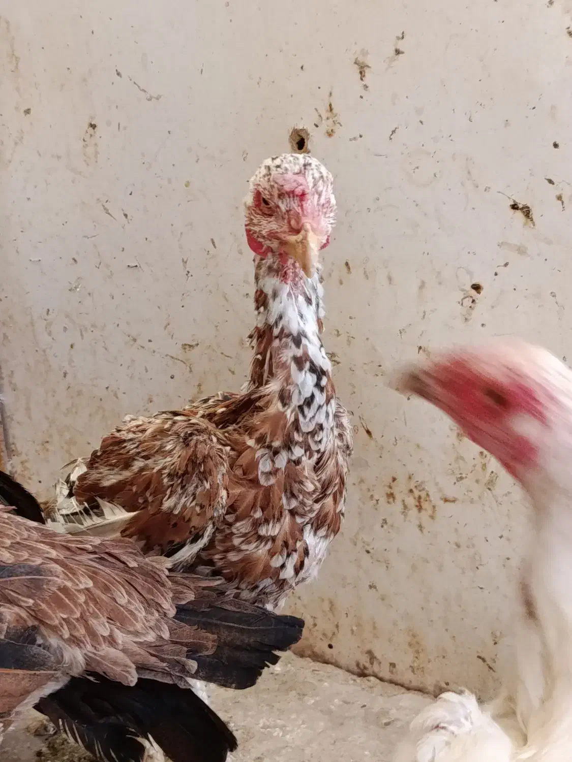 مرغ لاری اصل 6 عدد|حیوانات مزرعه|قرچک, زیبا شهر|دیوار