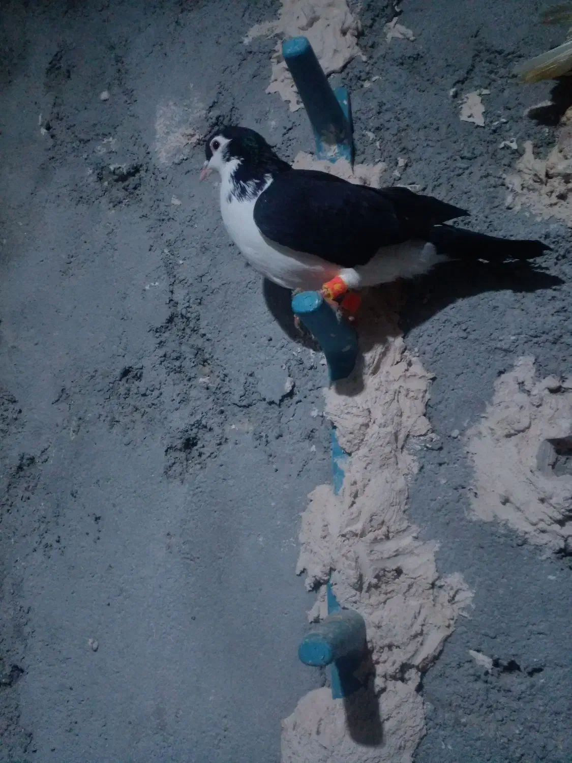 چپ سیاه|پرنده|مشهد, امیرآباد|دیوار