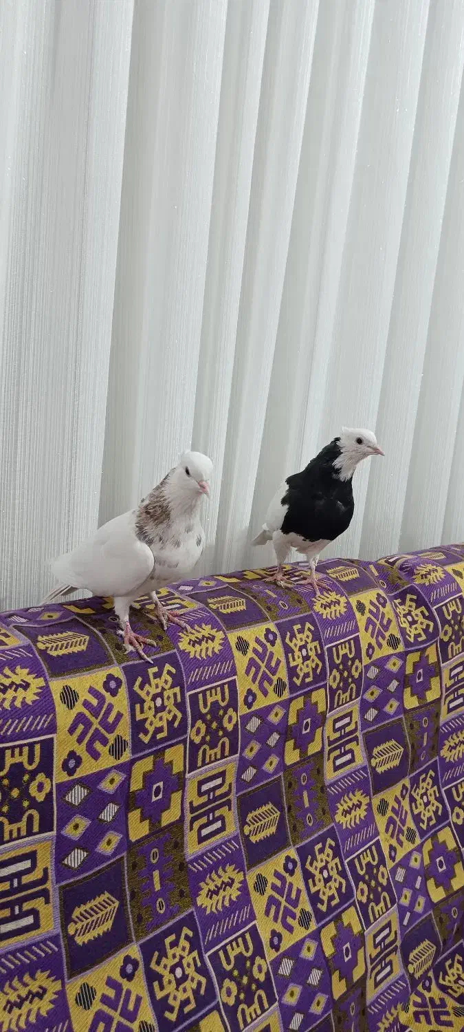 کفتر، کبوتر. 7 عدد طوقی بی نظیر|پرنده|جوین, |دیوار