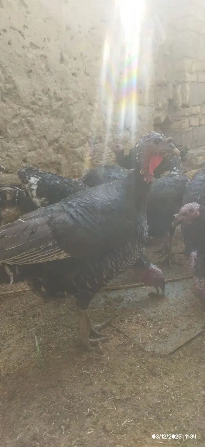 بوقلمون محلی|حیوانات مزرعه|زهک, |دیوار