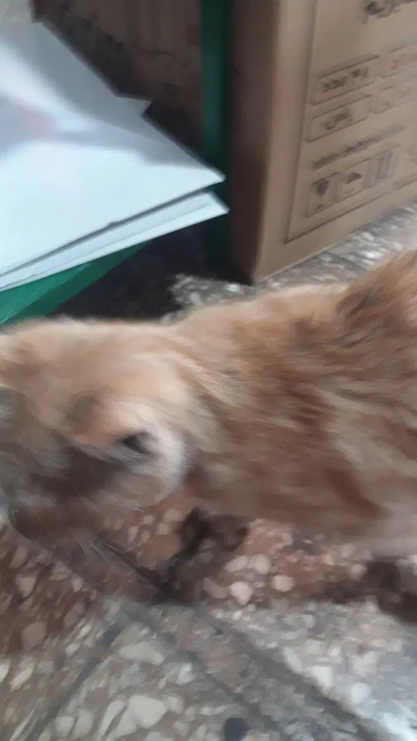 گربه|گربه|پاکدشت, خاتون آباد|دیوار