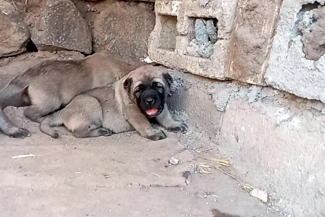 توله **سگ سراب|سگ|سنندج, |دیوار