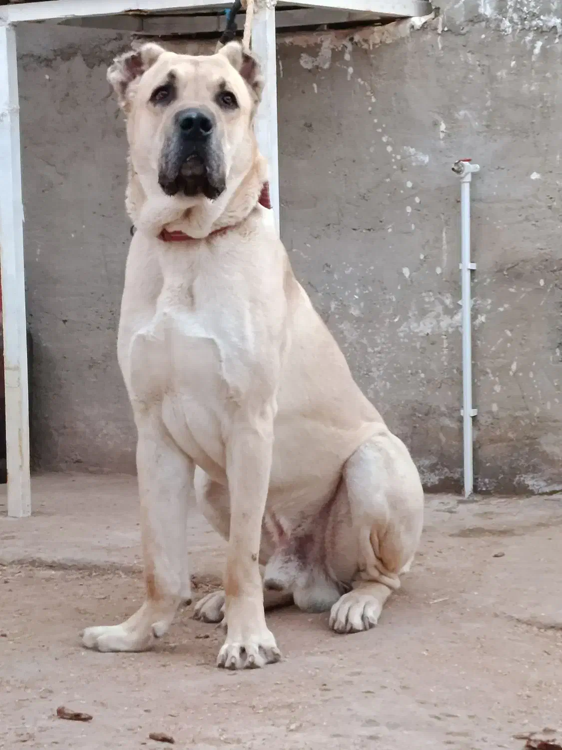 فروش سگ|سگ|بافق, |دیوار