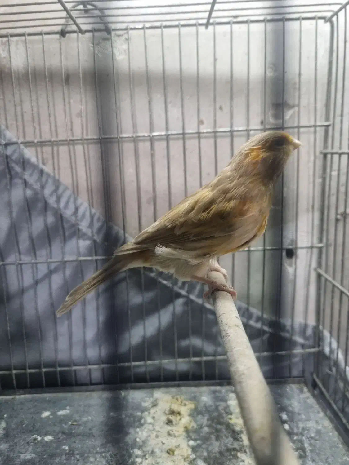 قناری ماده تن نرفته|پرنده|ری, دولتآباد|دیوار