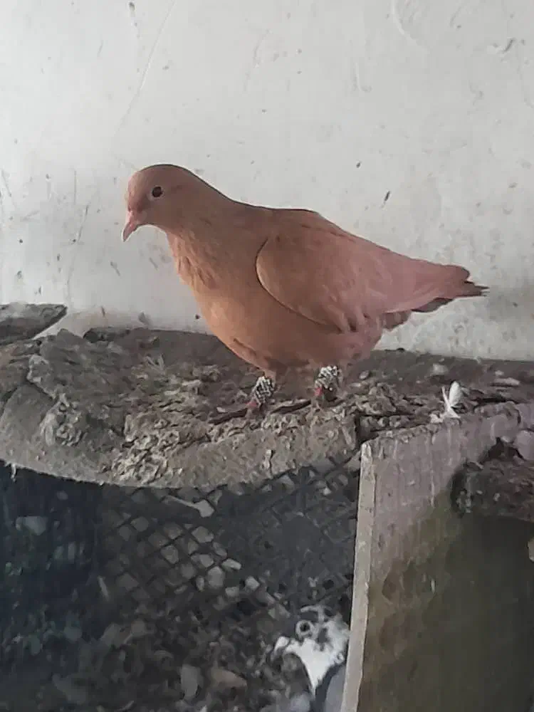 ماده زرد کرمونی همراه جوجه|پرنده|بهنمیر, |دیوار