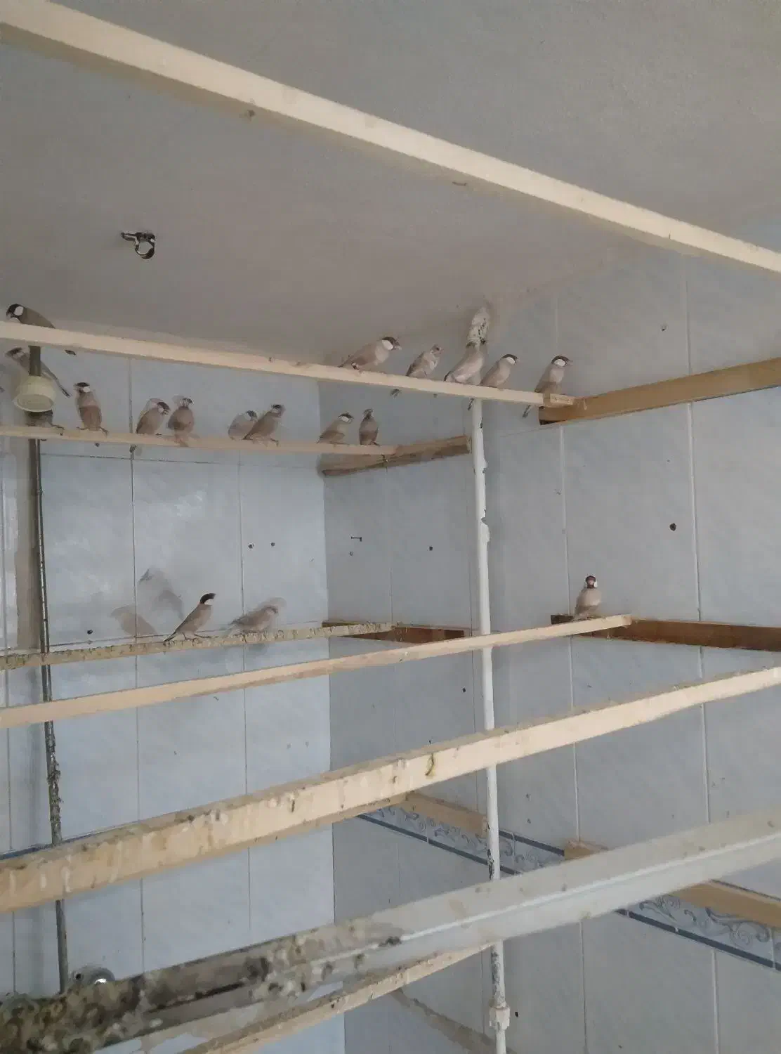 فنچ نرگس|پرنده|نیشابور, فردوس شمالی|دیوار