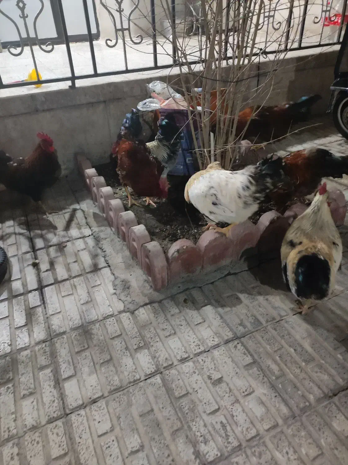 خروس محلی|حیوانات مزرعه|هشتگرد, شهرک گلها|دیوار