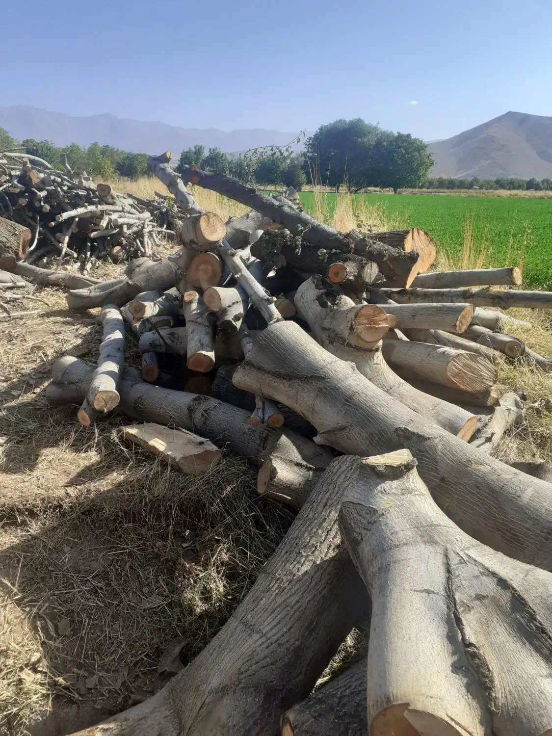 خریدار انواع چوب|خدمات باغبانی و درختکاری|الشتر, |دیوار