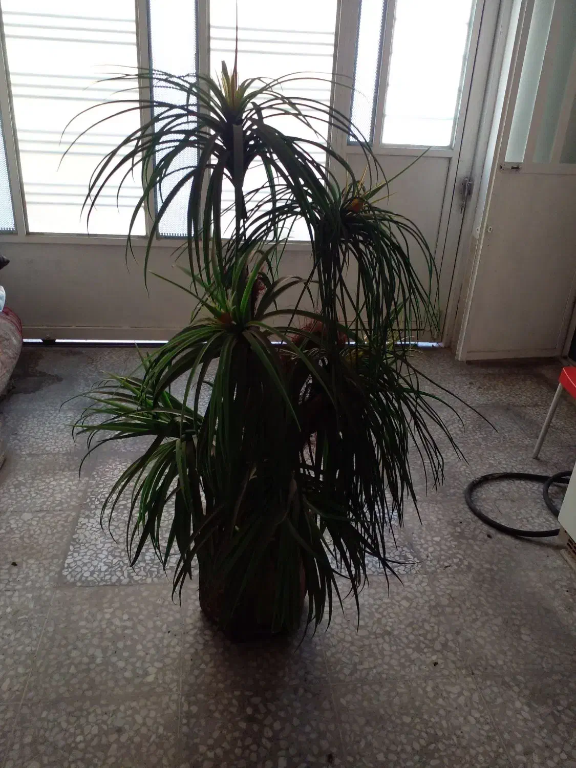 نخل تزیینی شیک خاص قیمت علی زدم|گل مصنوعی|شیراز, کوشک میدان|دیوار