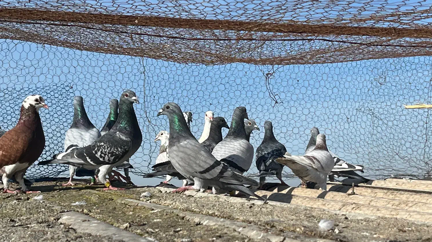 کبوتر یکجایی|پرنده|سرخنکلاته, |دیوار