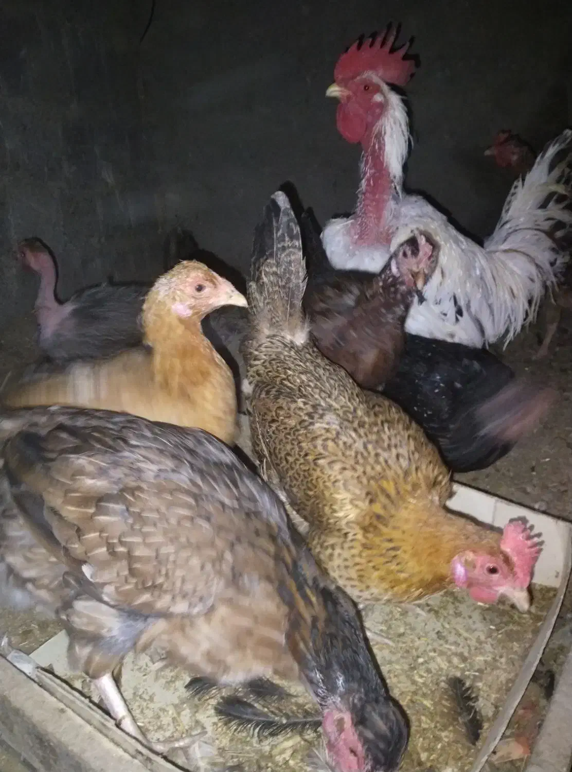 مرغ و خروس|حیوانات مزرعه|نیمروز, |دیوار