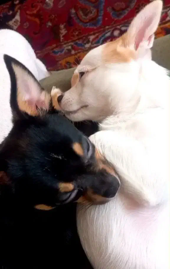 سگ شیواوا|سگ|تبریز, |دیوار