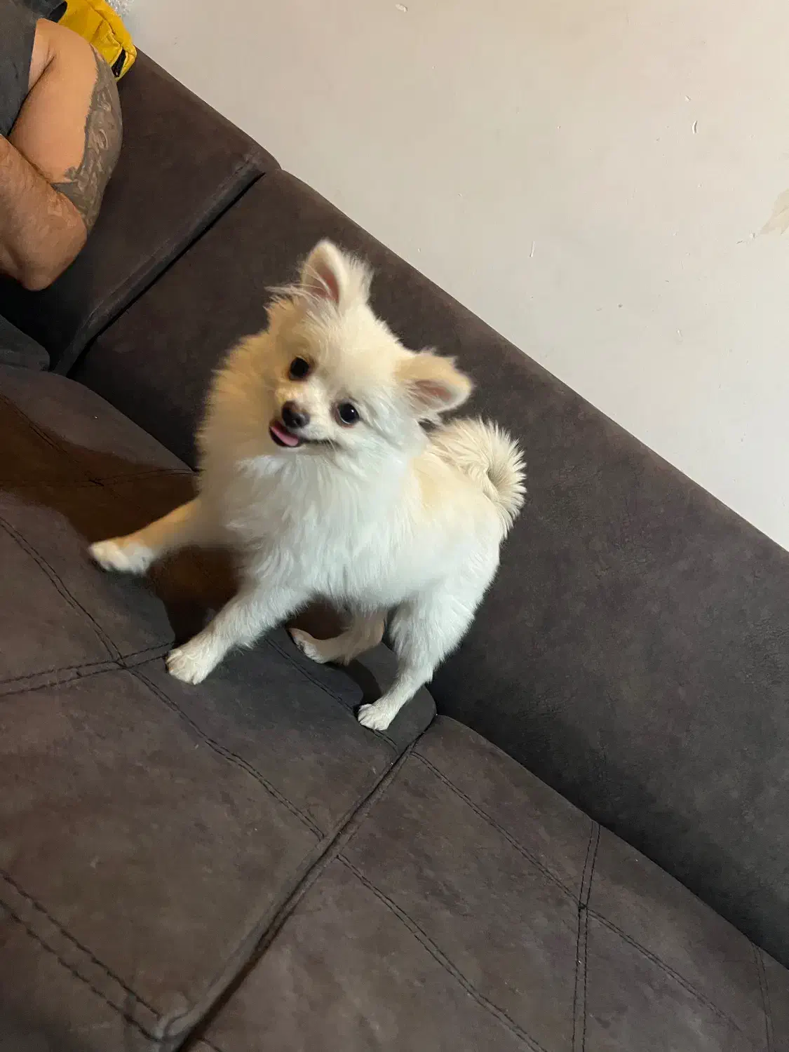 پامرخرسی سگ|سگ|مشهد, سجاد شهر|دیوار