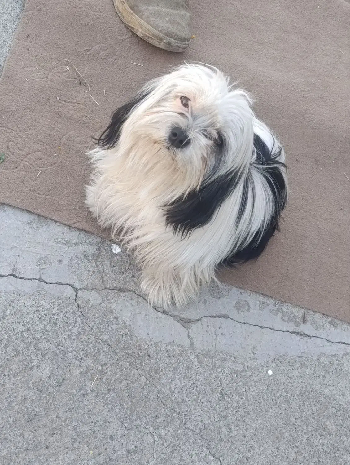 سگ شیتزو|سگ|بیستون, |دیوار