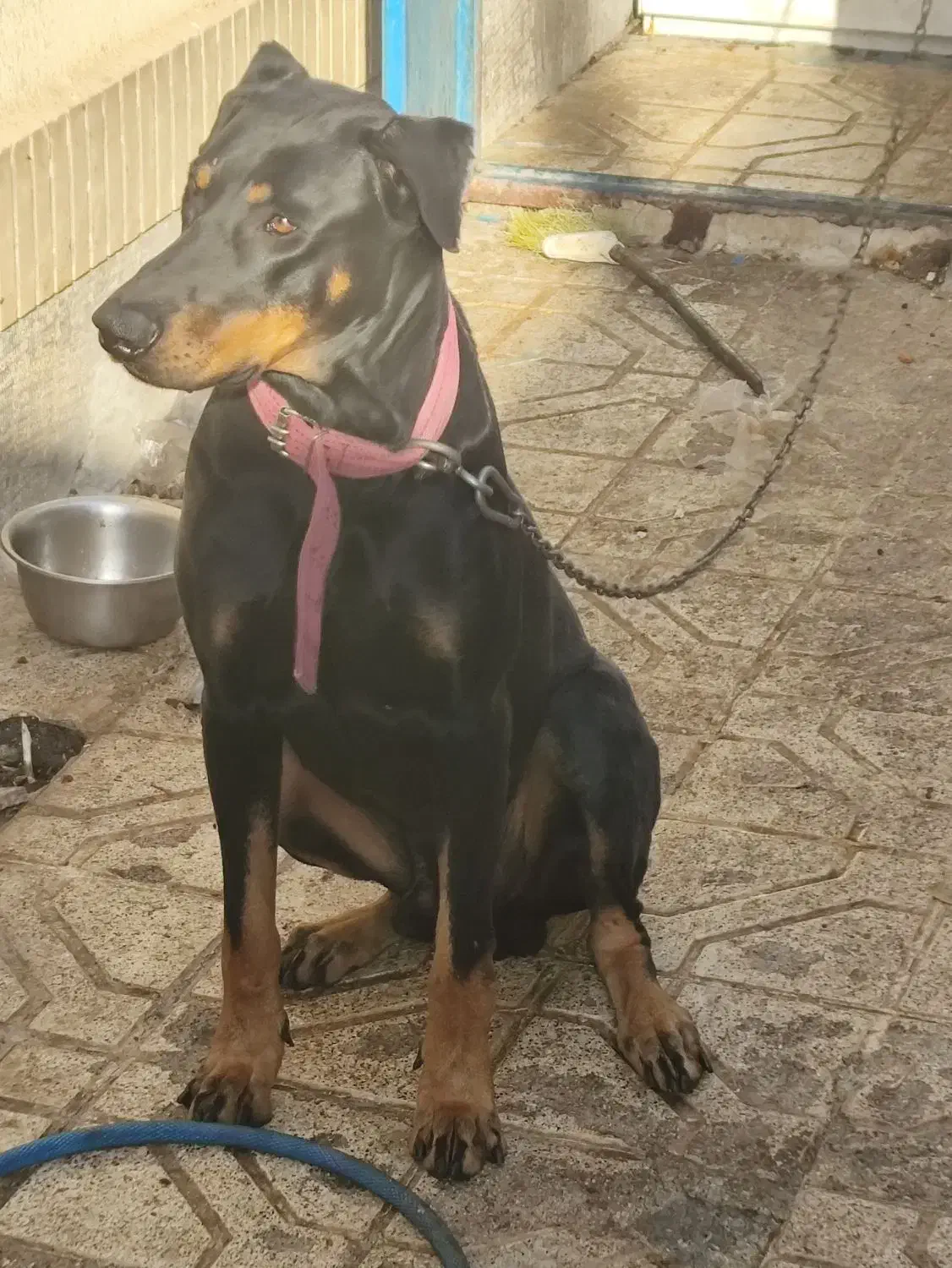 واگذاری|سگ|گلبهار, شهر جدید گلبهار|دیوار