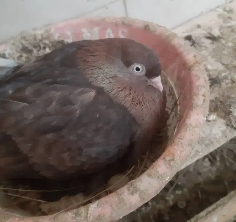 سرخ|پرنده|شیراز, فرگاز|دیوار