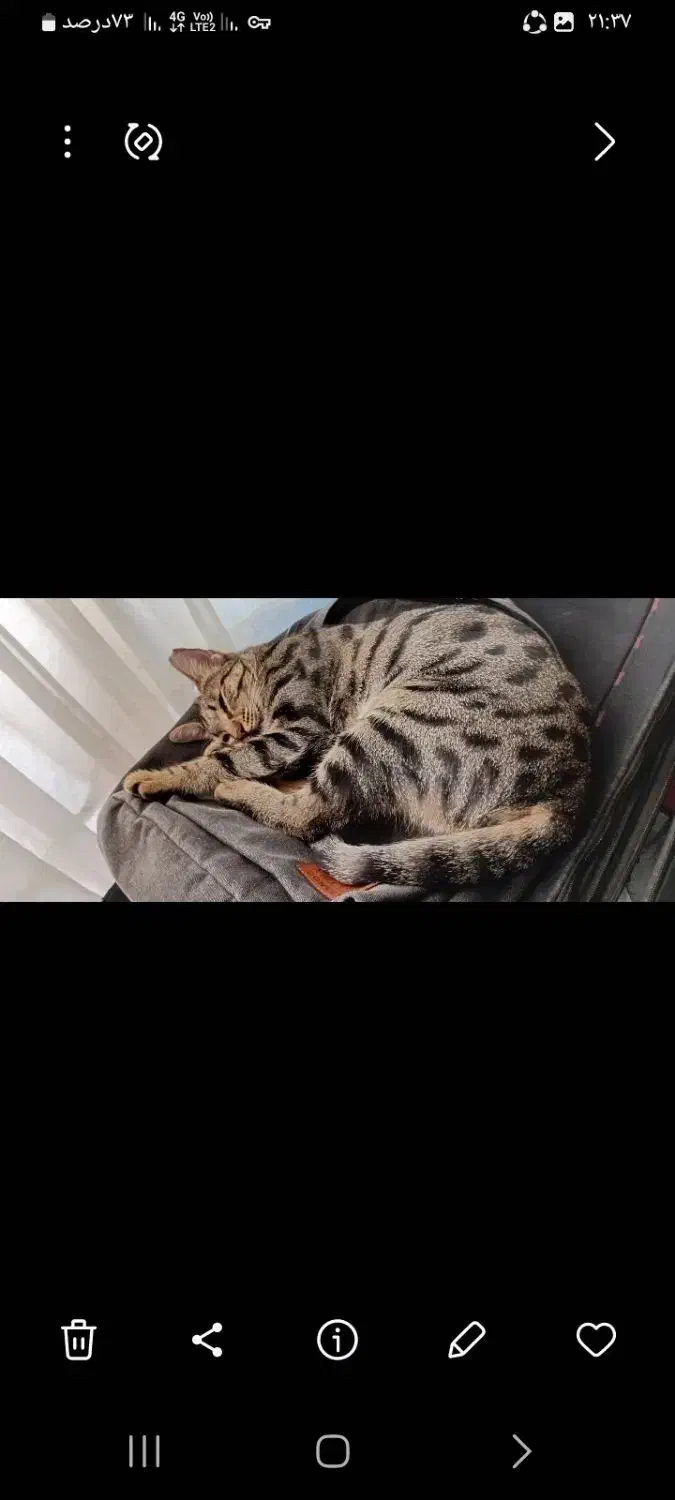 گربه|گربه|شهریار, شهرک وائین|دیوار