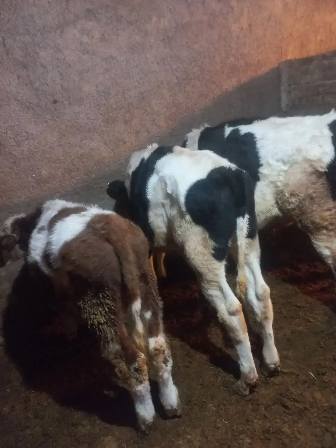 گوساله نره|حیوانات مزرعه|سربند, |دیوار